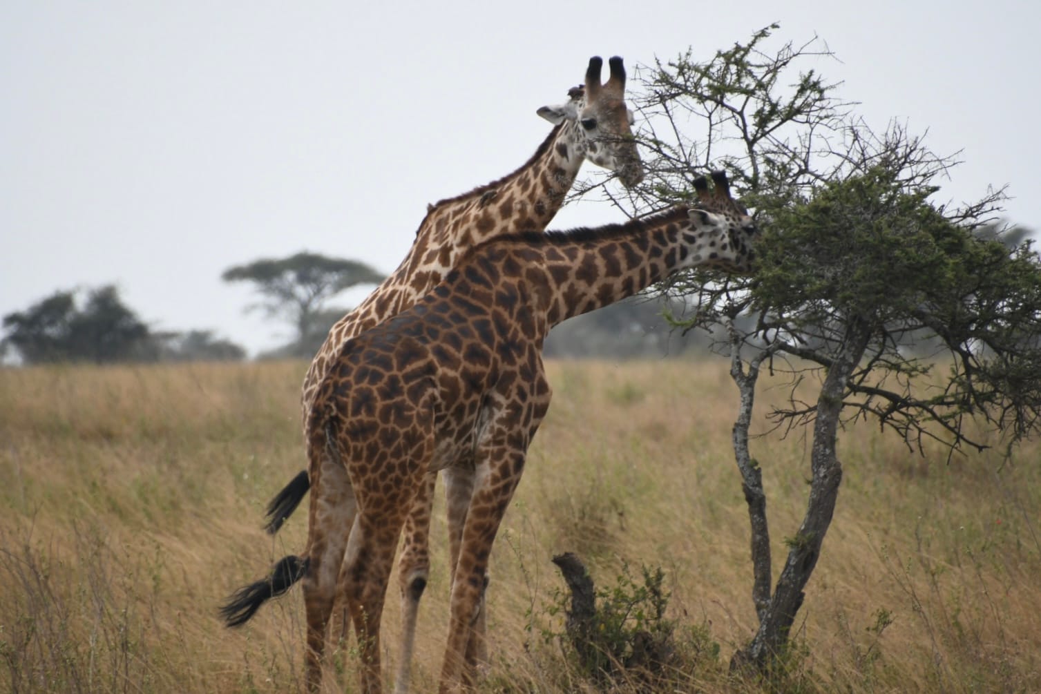 Everything you might want to know about my African photo safari in Tanzania (with loads of pics)