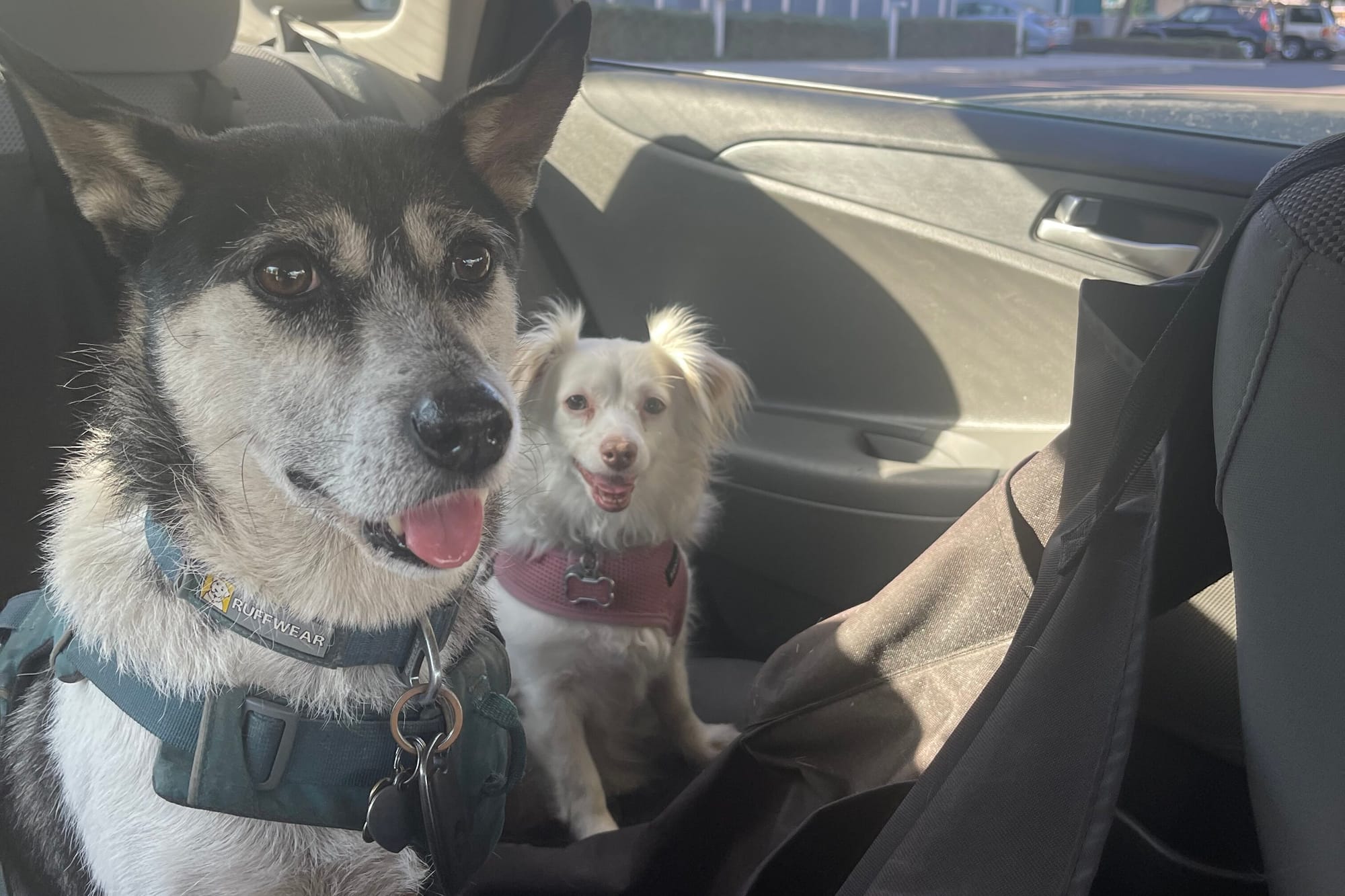 [DIGEST] Catchup and catnaps...