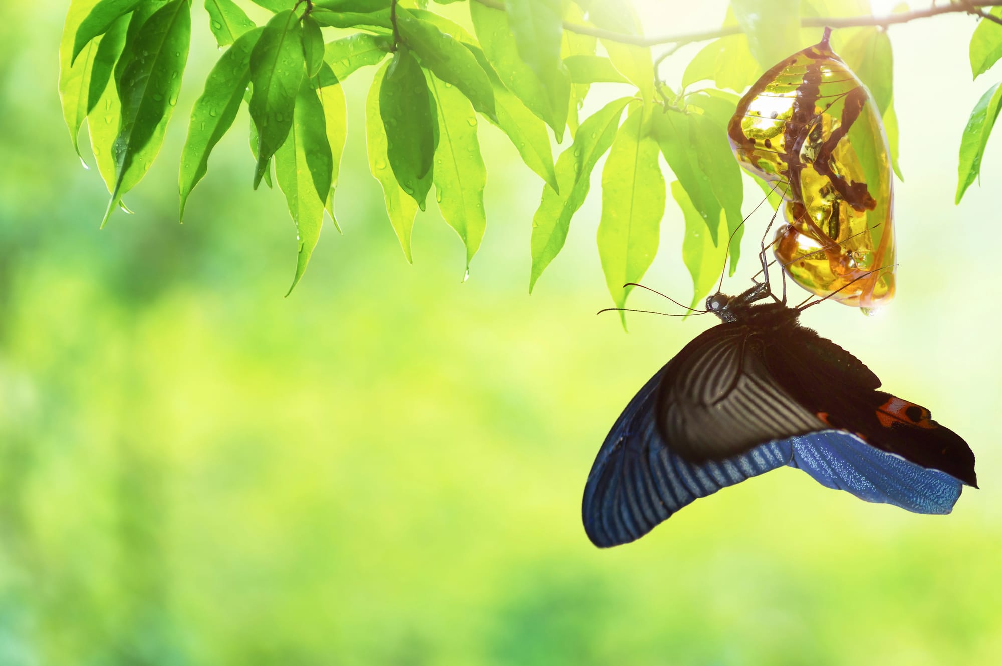 Unlocking the transformational power of Author Ecosystems