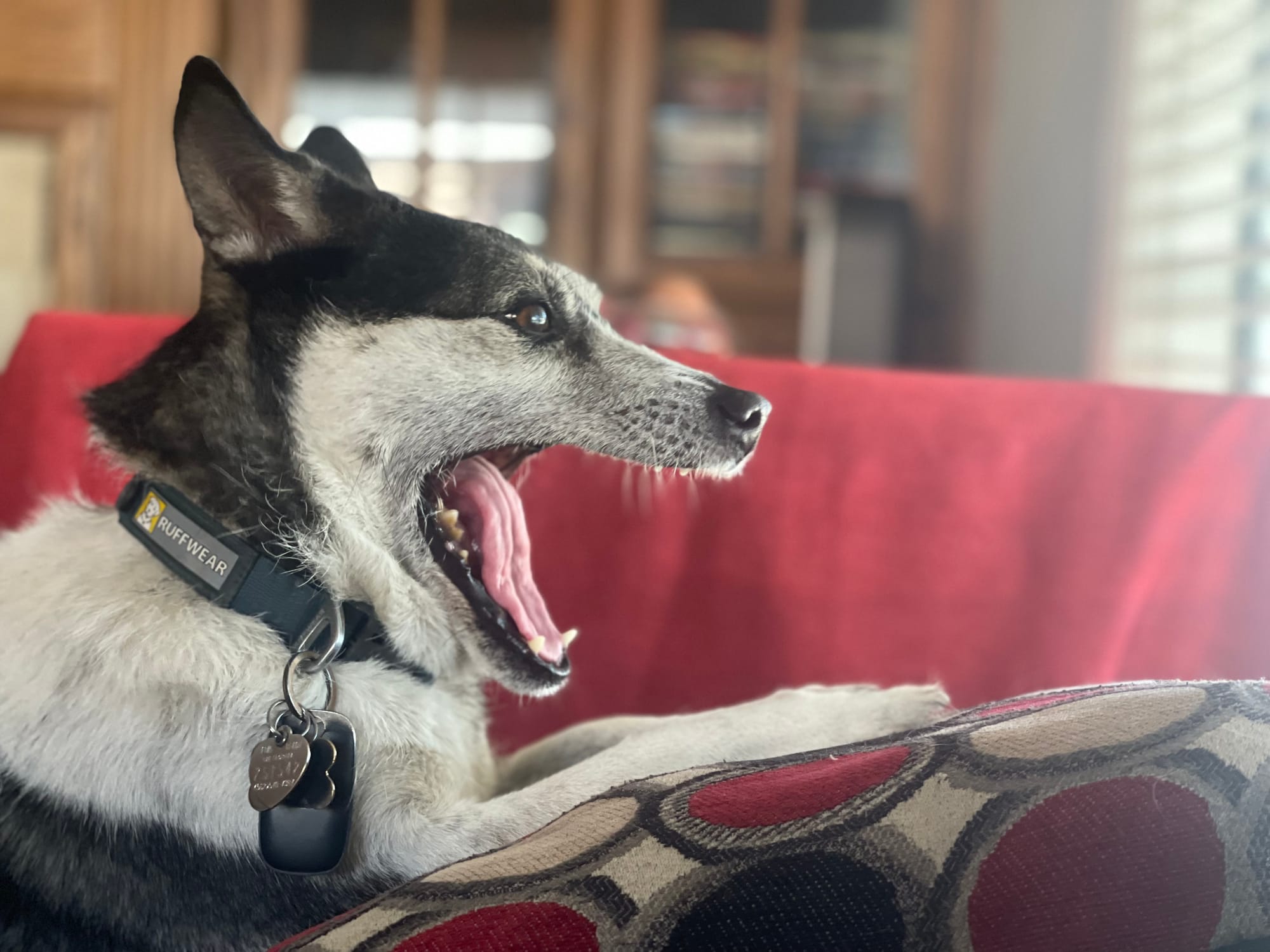 [DIGEST] Dog day afternoons...