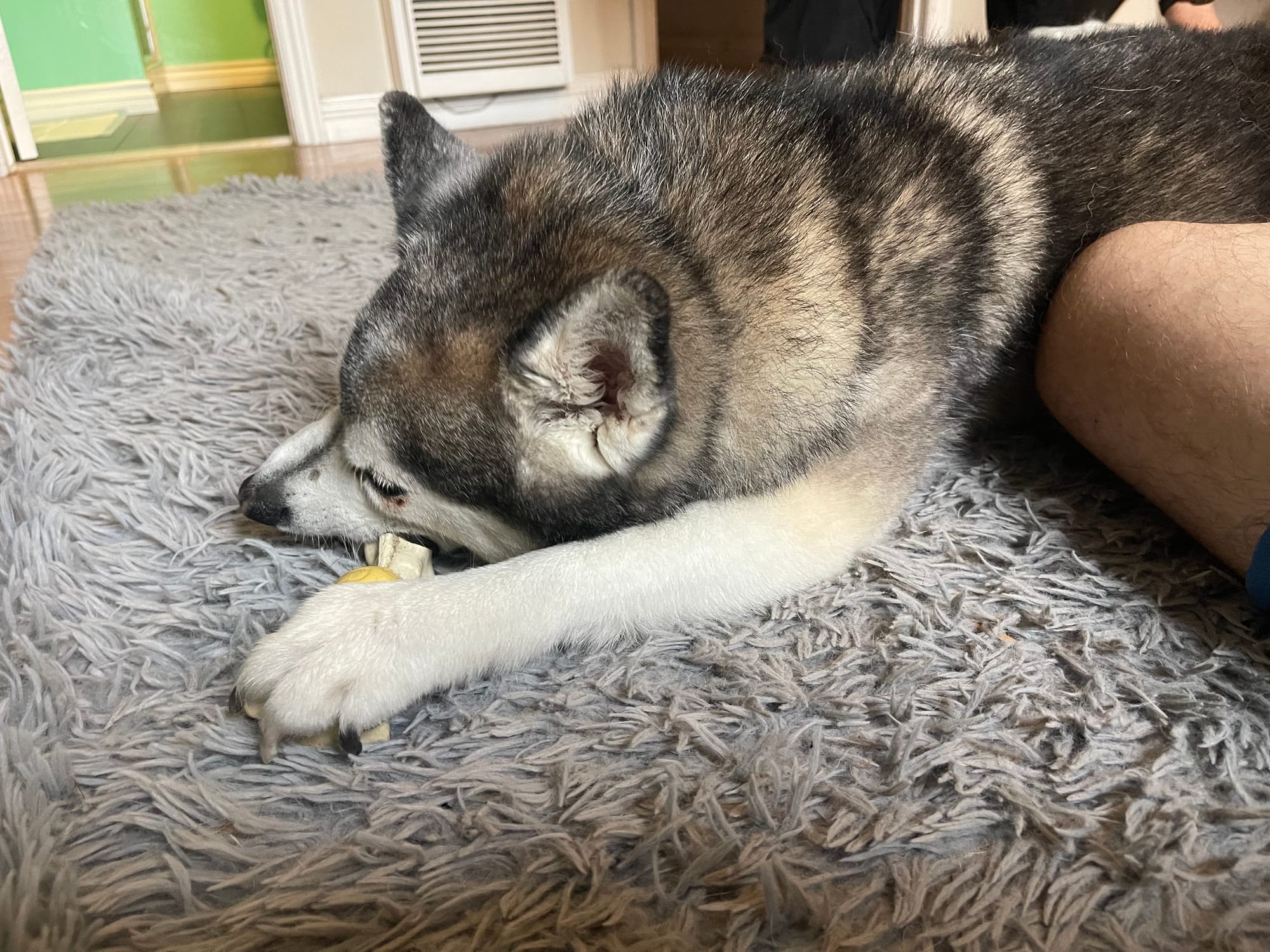 [DIGEST] Woof so hard...