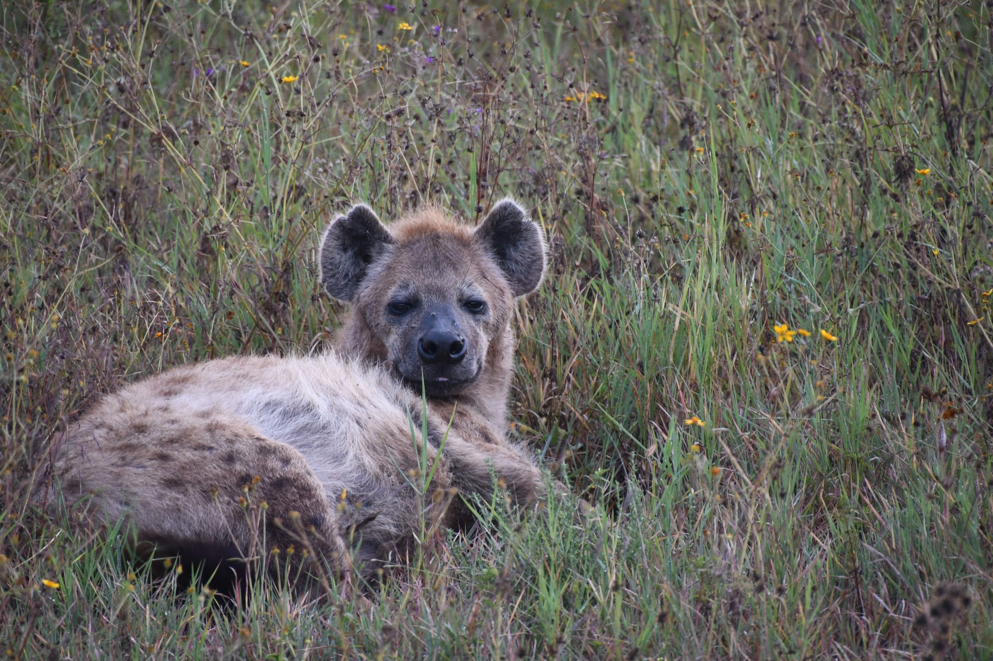 [DIGEST] Hi Ena, hyena 